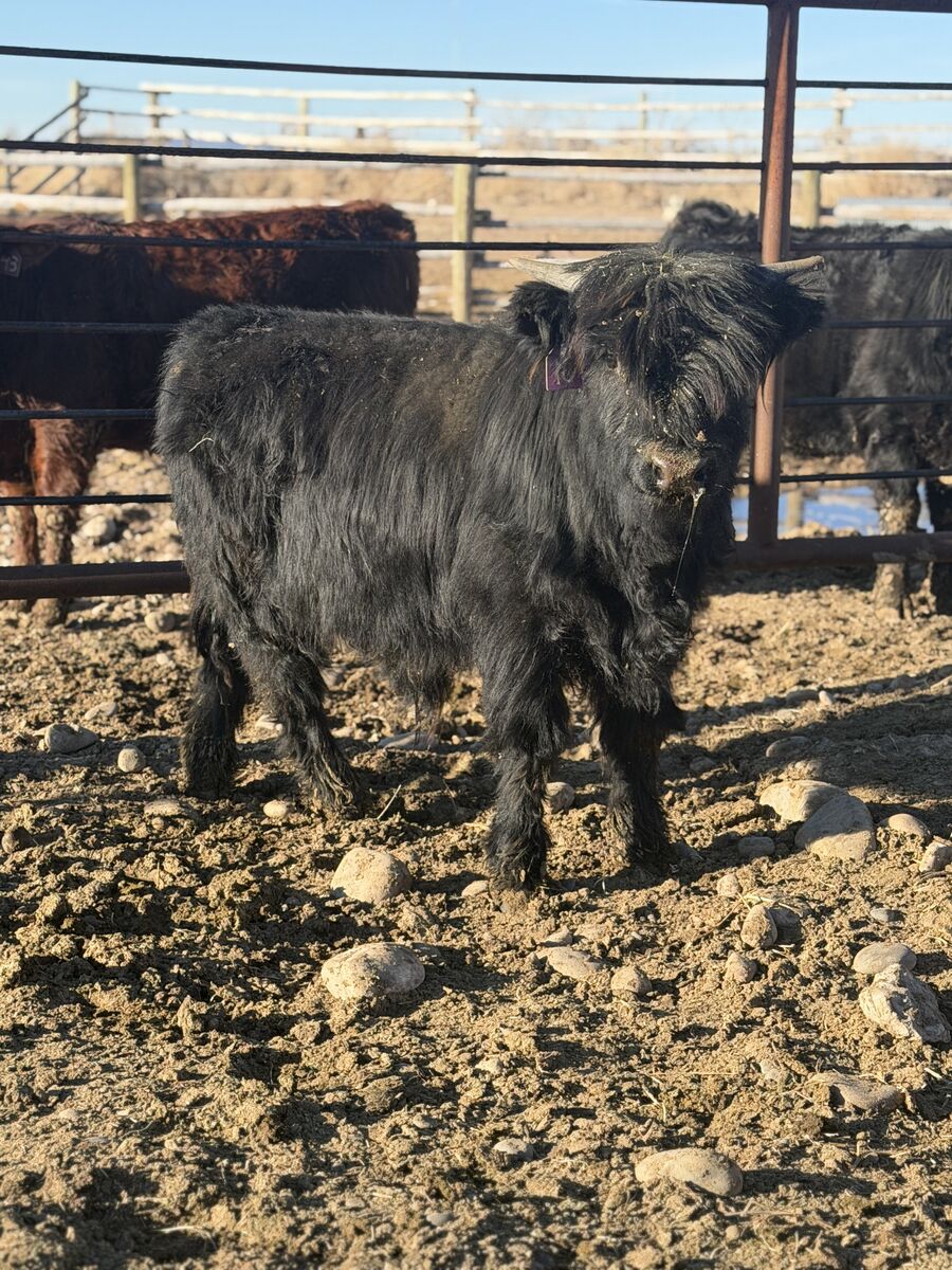 Black Highpark Bull calf