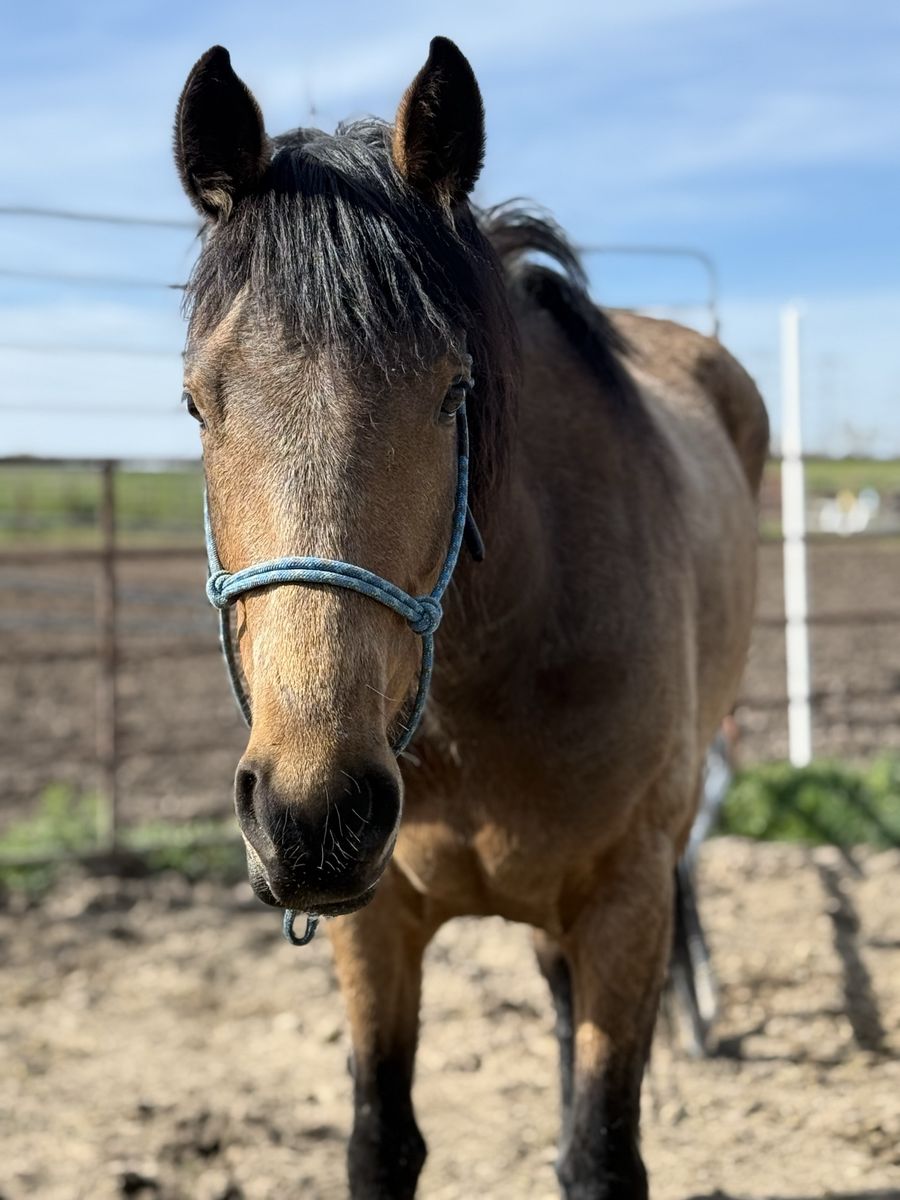 Coming 3yr Old Buckskin Filly