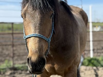 Coming 3yr Old Buckskin Filly