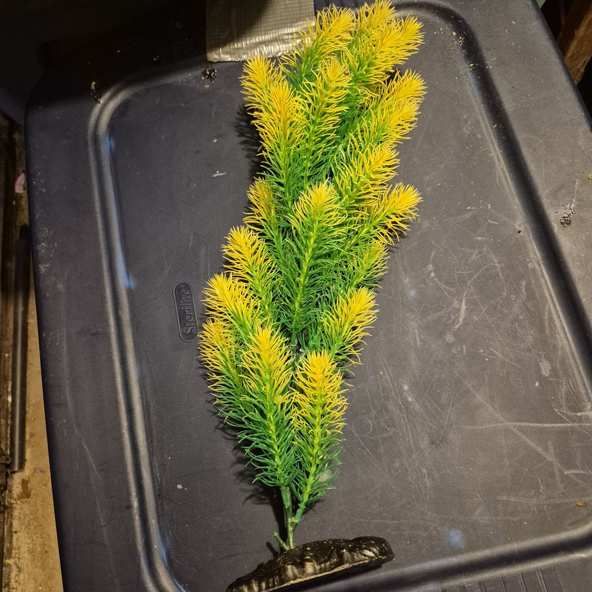 aquarium plant