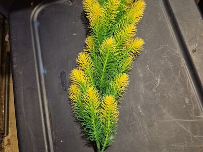 aquarium plant