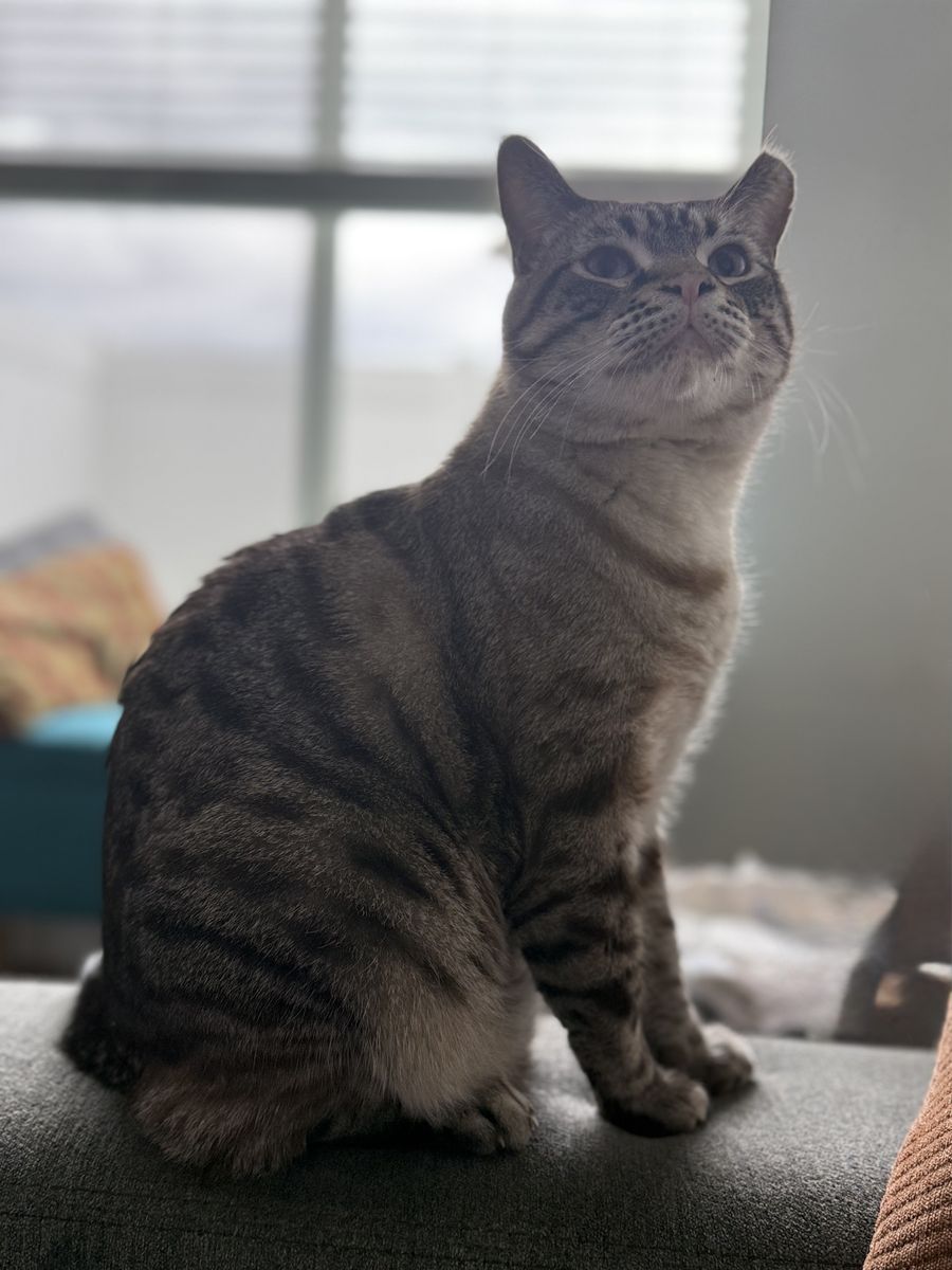 FREE Cuddly 3-year-old Cat mufasa