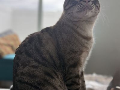 FREE Cuddly 3-year-old Cat mufasa