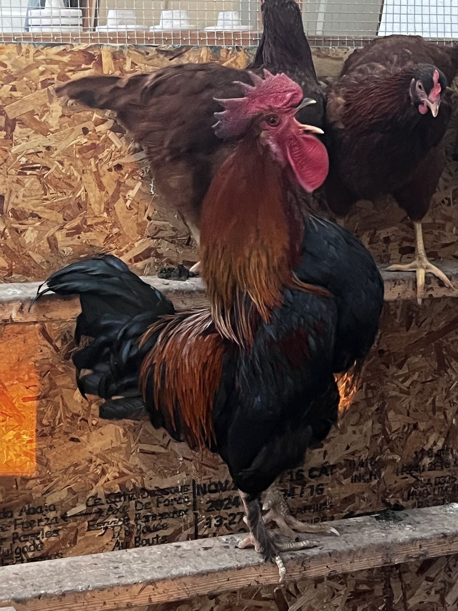 Rooster for layers. Free or borrow for 1 month to fertilize your own eggs!