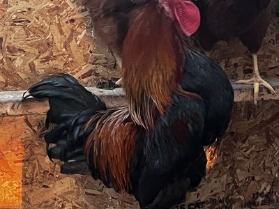 Rooster for layers. Free or borrow for 1 month to fertilize your own eggs!