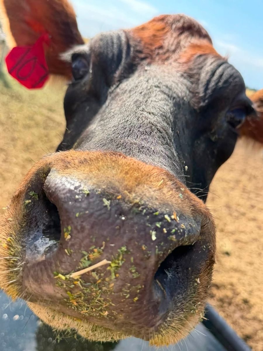 Dairy Cow (Jersey)  1/2 angus-, Gentle Temperament, Tagged