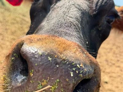Dairy Cow (Jersey) 1/2 angus-, Gentle Temperament, Tagged
