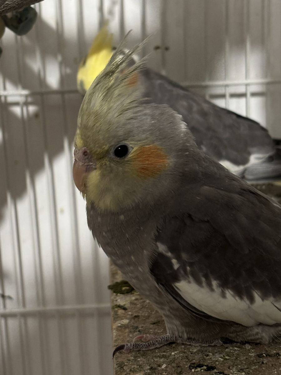 Last Baby Cockatiel