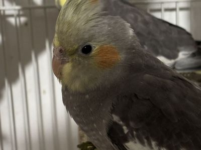 Last Baby Cockatiel