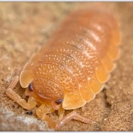 Orange Scaber Isopod
