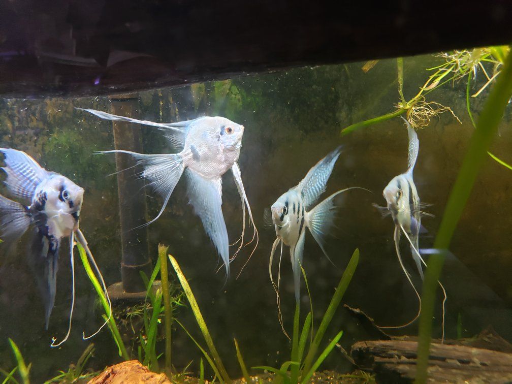 Angelfish Freshwater Aquarium Fish - Assorted Colors.