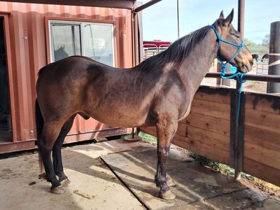 Ranch Gelding