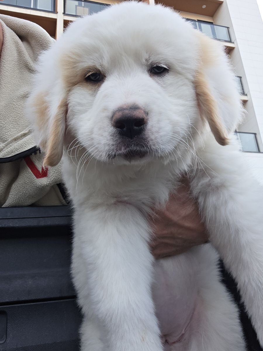 Beautiful Bernese Mix Puppies 8 Weeks Old