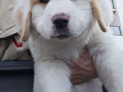 Beautiful Bernese Mix Puppies 8 Weeks Old