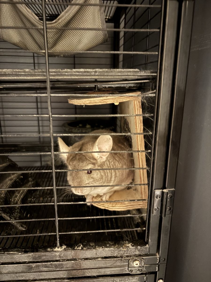 Large Multi-Tier Metal Small Animal Cage with Accessories and Chinchilla