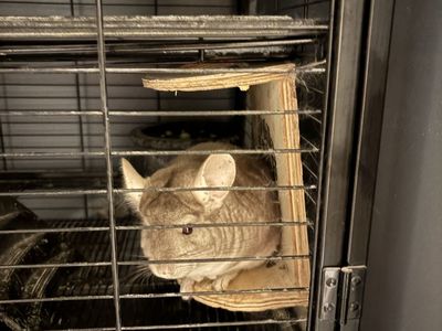 Large Multi-Tier Metal Small Animal Cage with Accessories and Chinchilla