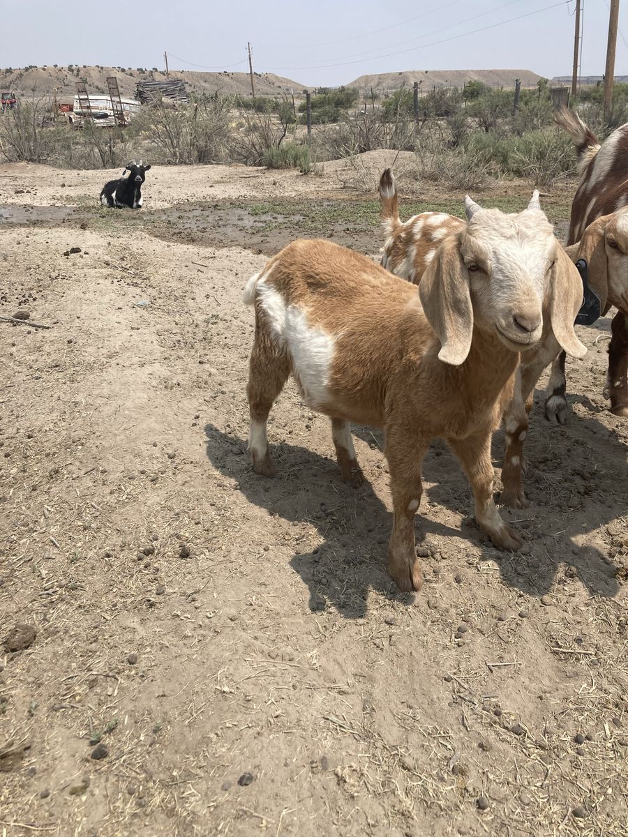 Boer doeling
