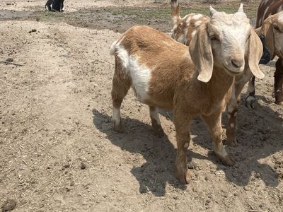 Boer doeling