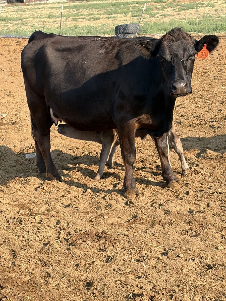 5 year old simintal pair