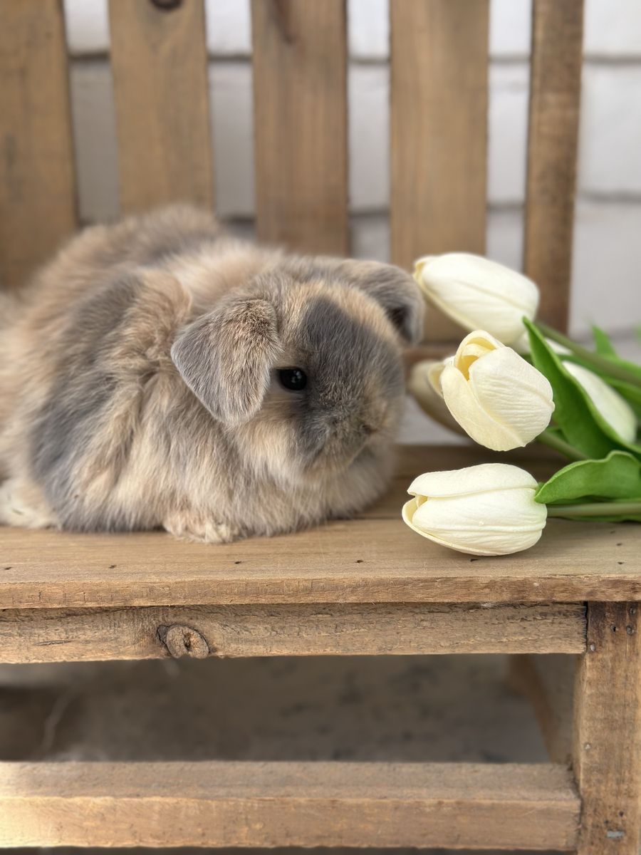 Baby Purebred Holland Lop Bunny