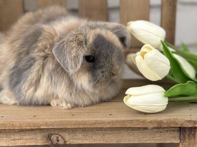 Baby Purebred Holland Lop Bunny
