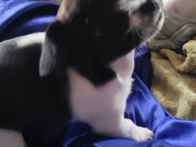 Female chihuahua mix puppy!!