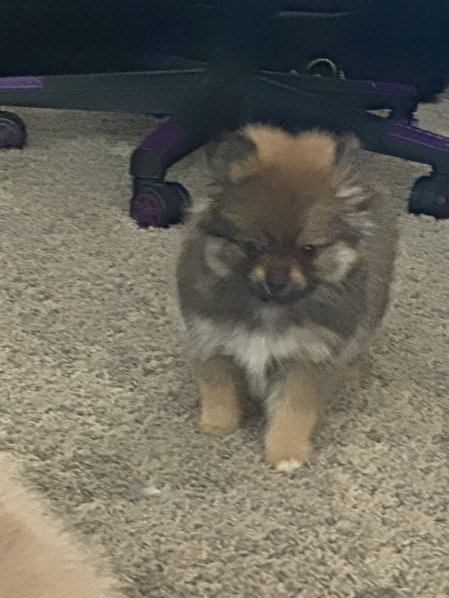 Akc Pomeranian