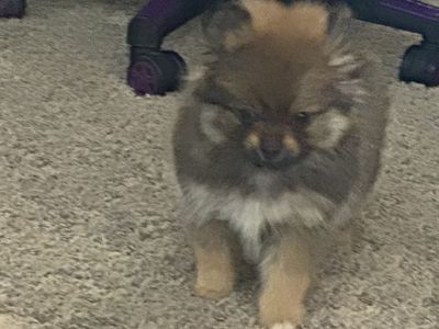 Akc Pomeranian