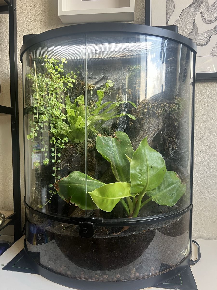 Bioactive Vivarium/Terrarium