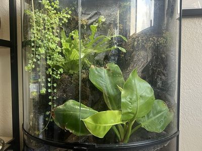 Bioactive Vivarium/Terrarium