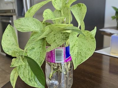 Snow Queen Pothos Plant Cuttings