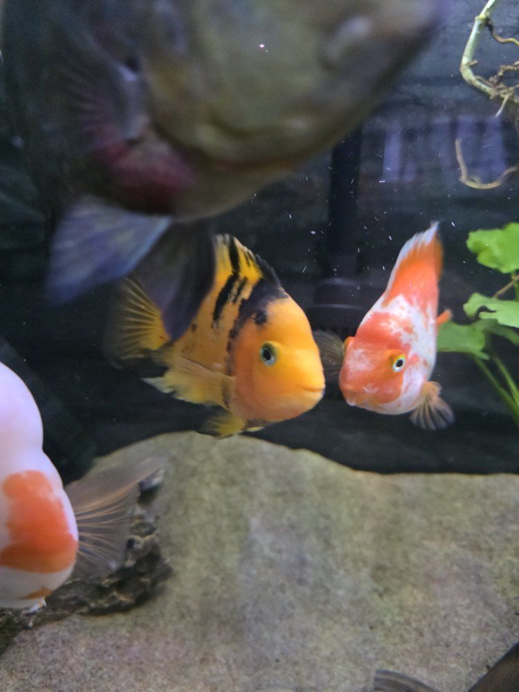 Tiger/Santa parrot cichlid
