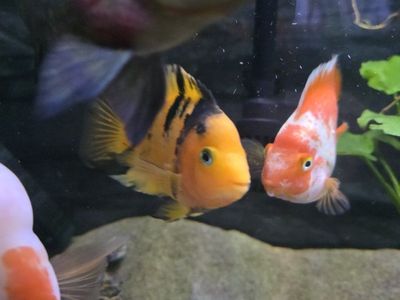 Tiger/Santa parrot cichlid