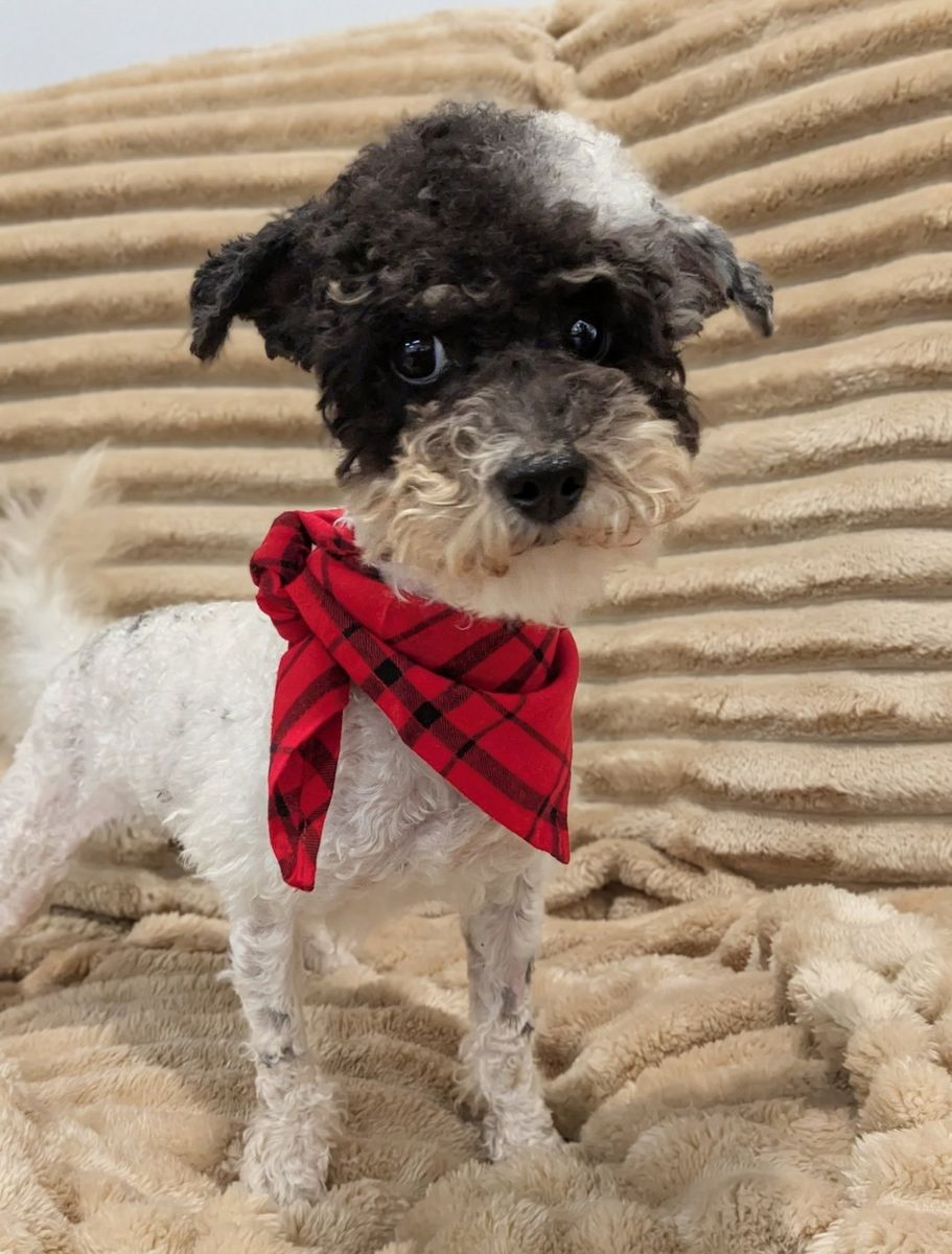 Playful Toy Labradoodle, 8lbs, Neutered, 1.5yrs