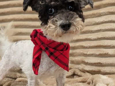 Playful Toy Labradoodle, 8lbs, Neutered, 1.5yrs