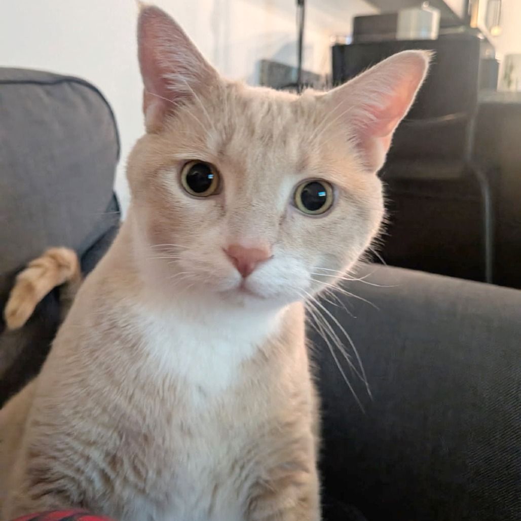 Hello my name is CHUNK-ules