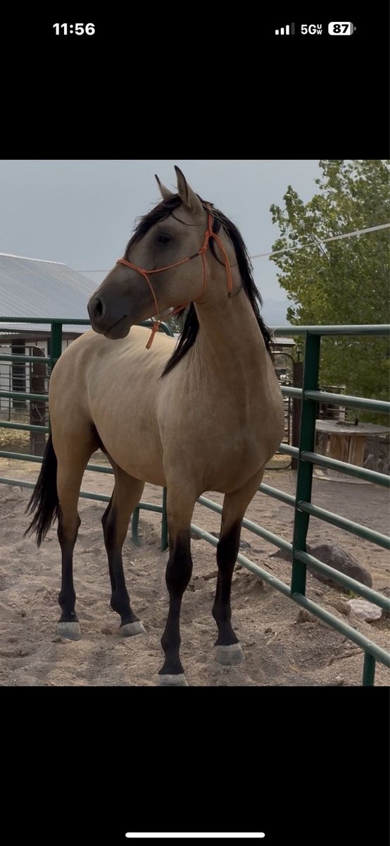 Horse Andalusian