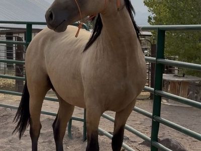 Horse Andalusian