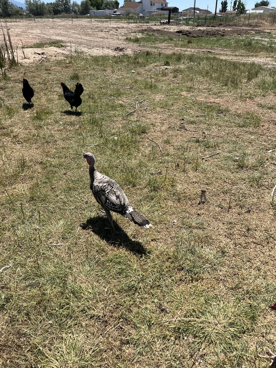 12 week old turkey