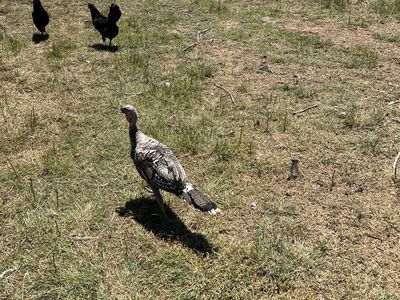 12 week old turkey