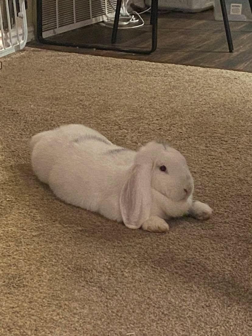 French Lop Doe "Juniper"