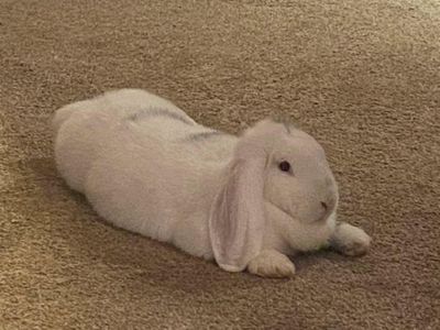 French Lop Doe "Juniper"