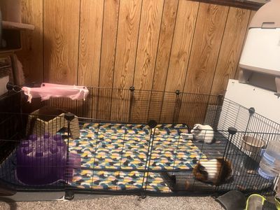 Two male guinepigs with cage