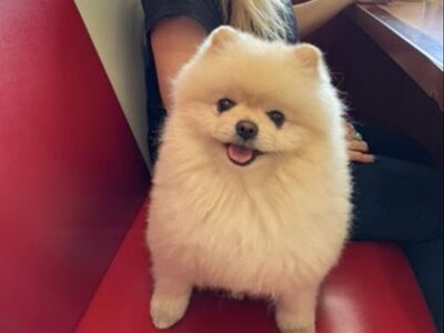 Male Stud Pomeranian