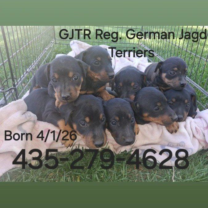 GJTA Registered German Jagd Terrier puppies