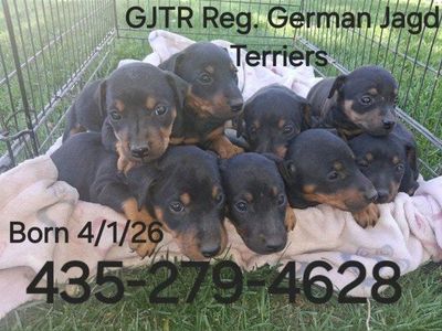 GJTA Registered German Jagd Terrier puppies