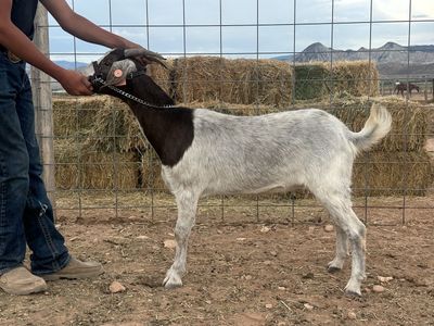 3 year old Boer doe for sale