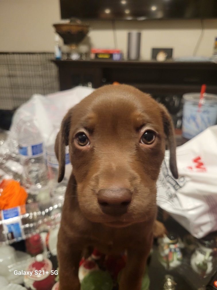 Staffordshire Terrier/pitbull and Chocolate Lab mix puppies for sale and stud service