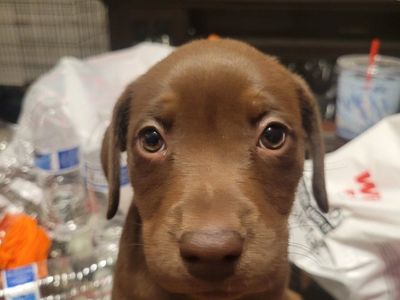 Staffordshire Terrier/pitbull and Chocolate Lab mix puppies for sale and stud service