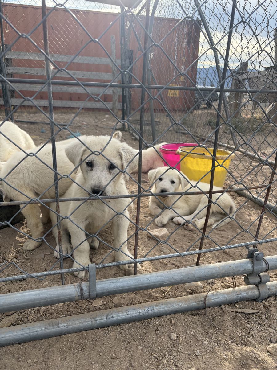 Akbash Pyrenees Cross